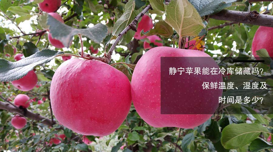 静宁苹果冷库储藏保鲜温度、相对湿度及贮藏时间介绍