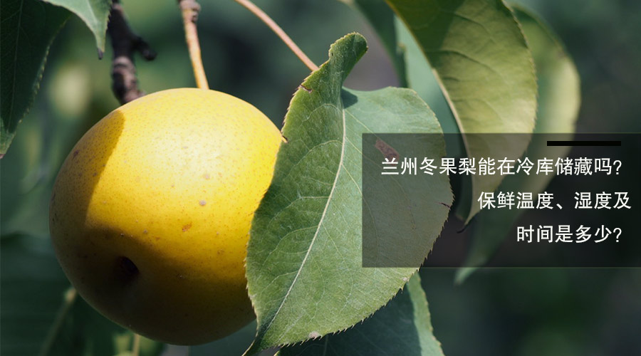 兰州冬果梨冷库储藏保鲜温度、相对湿度及时间介绍
