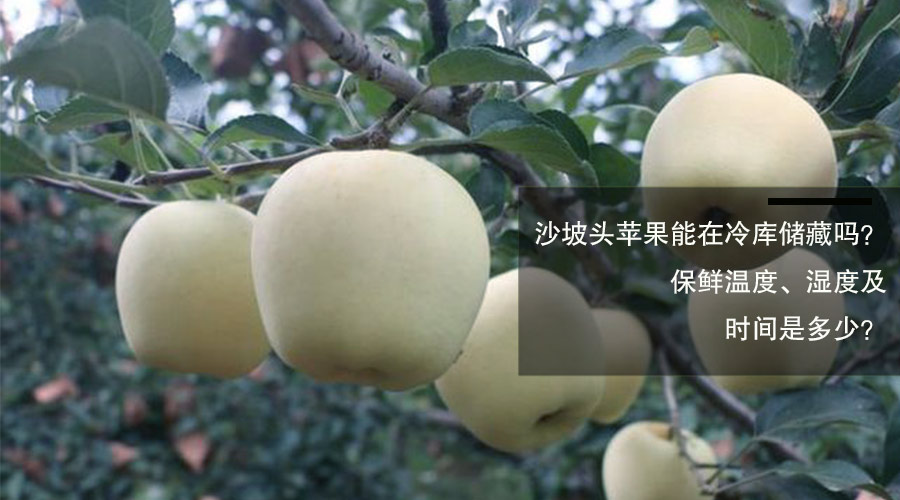 沙坡头苹果冷库储藏保鲜温度、相对湿度及时间介绍
