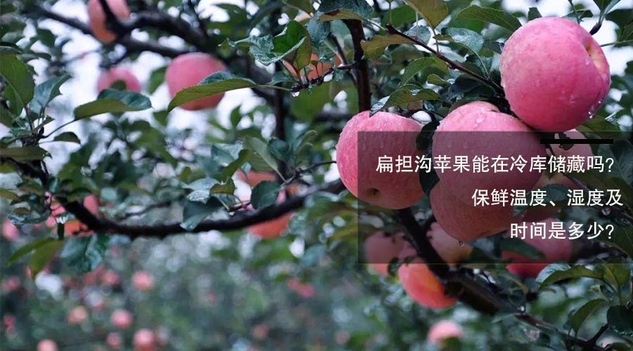 扁担沟苹果冷库储藏吗保鲜温度、相对湿度及时间介绍