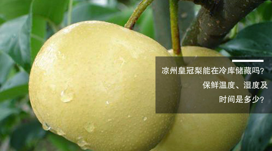 凉州皇冠梨保鲜温度、湿度及时间介绍