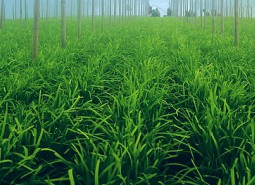 甘肃天水武山韭菜340平米万博娱乐平台电脑版
安装工程方案