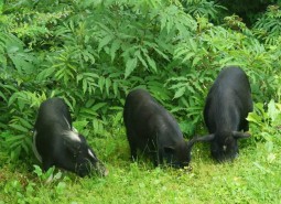 甘肃甘南迭部蕨麻猪肉1500平米冷冻库设计