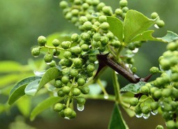 甘肃天水麦积鲜花椒2400平米万博娱乐平台电脑版
安装工程建造方案