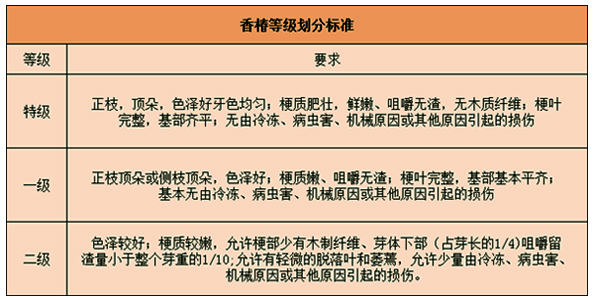 香椿入冷库前的分级工作
