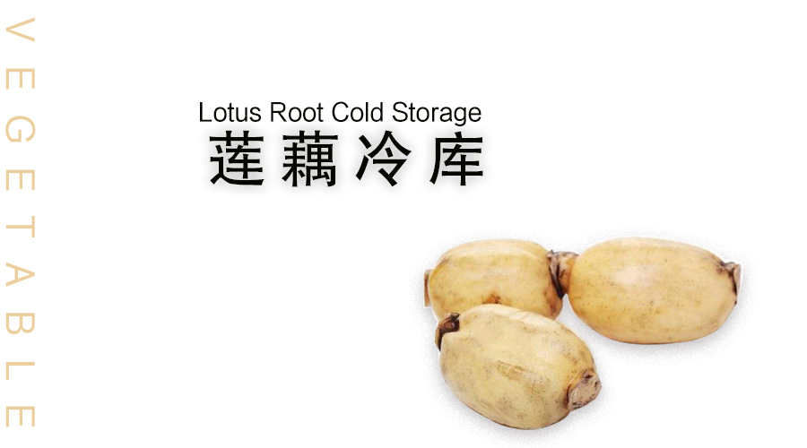 莲藕冷库储藏方法介绍
