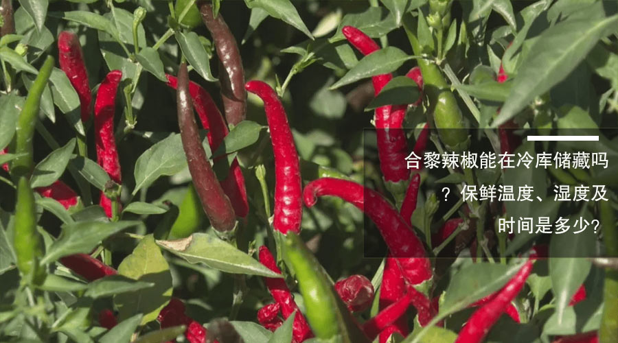 合黎辣椒冷库保鲜参数介绍