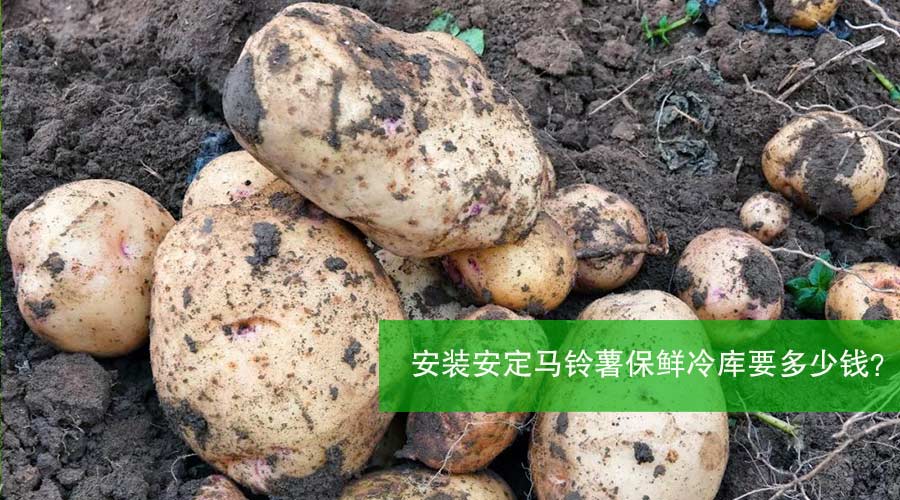 安定马铃薯.jpg