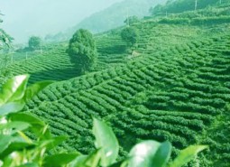 茶叶8.jpg