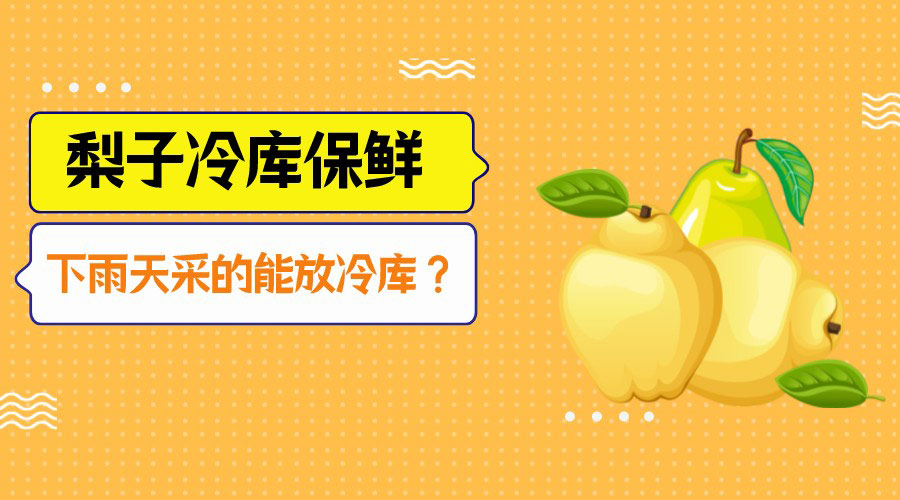 下雨采的梨可以放冷库吗？
