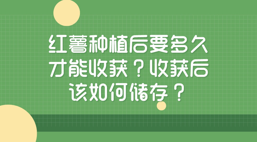 红薯种植后要多久才能收获？收获后该如何储存？