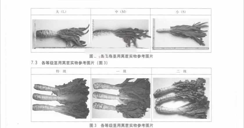 莴苣放冷库前分级参考图