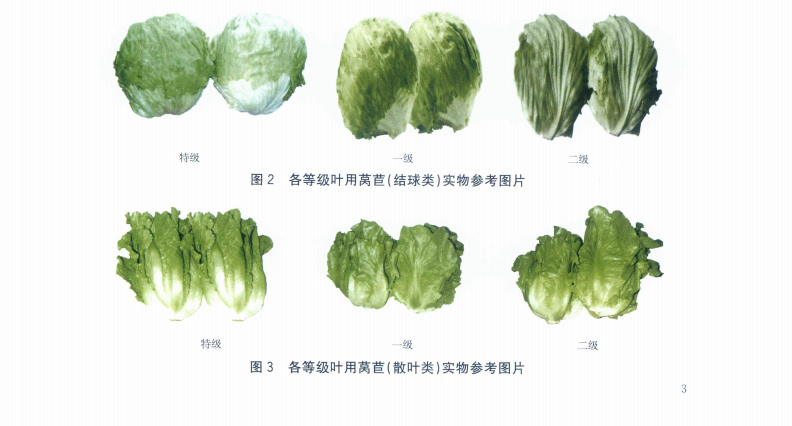 生菜（叶用莴苣）规格参考图片