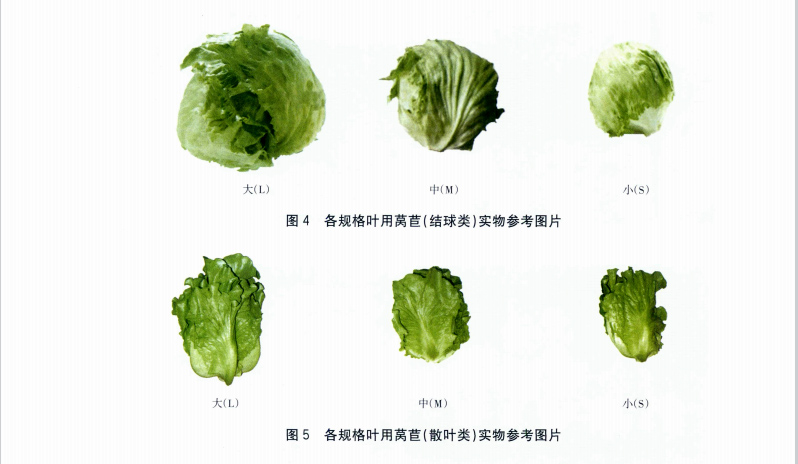 生菜（叶用莴苣）规格参考图片