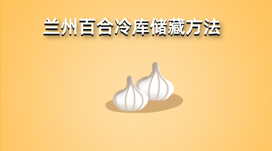 兰州百合冷库储藏方法详解