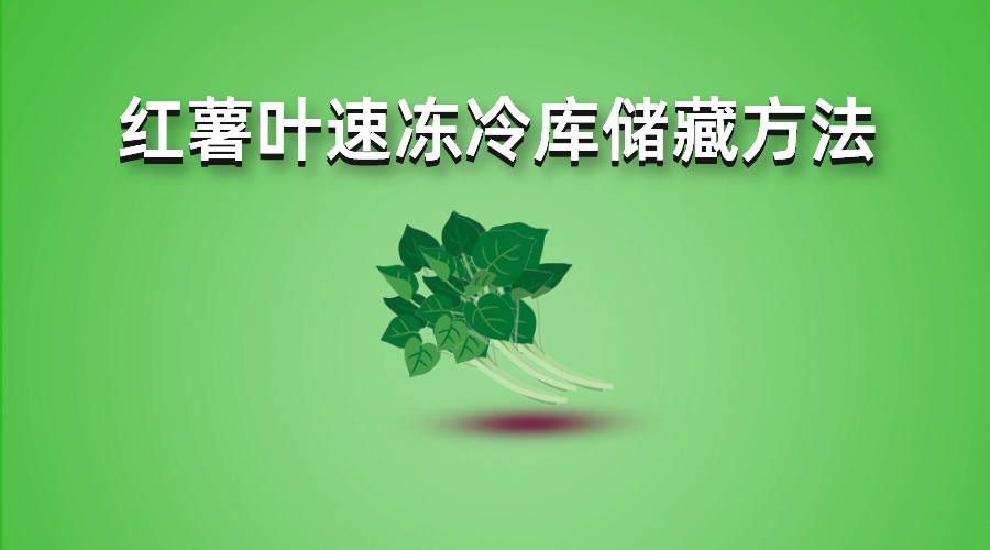 红薯叶速冻冷库储藏方法详解