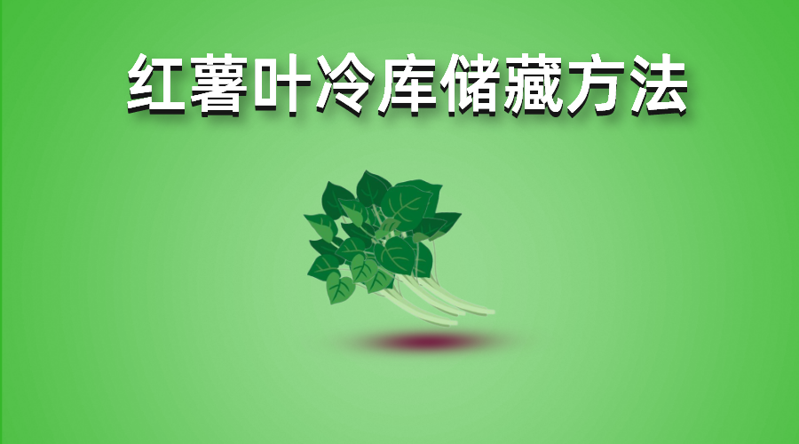 地瓜叶（红薯叶）保鲜冷库储藏方法