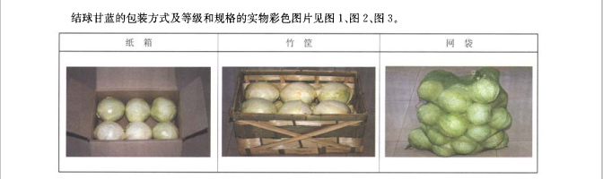 甘蓝放冷库前包装图片