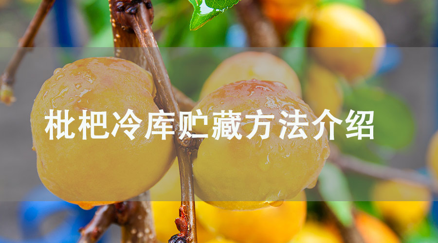 枇杷果冷库储藏方法介绍，这样做保鲜3个月！