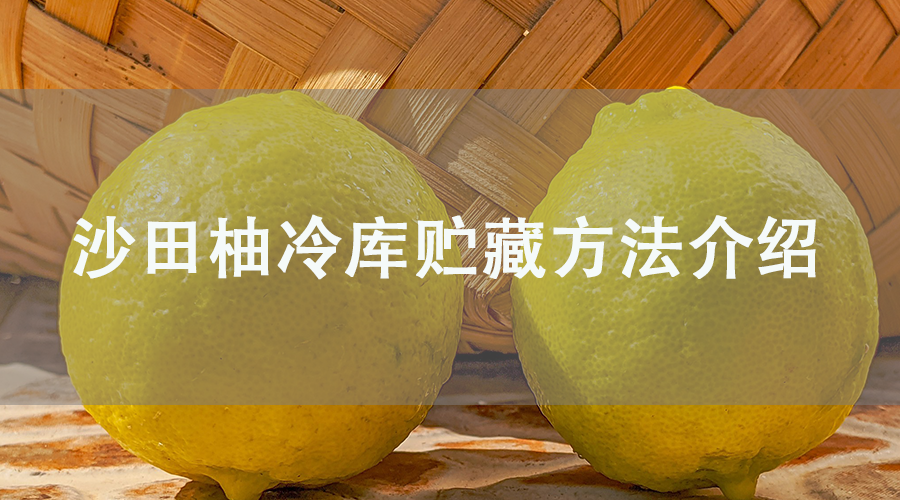 沙田柚冷库贮藏方法介绍