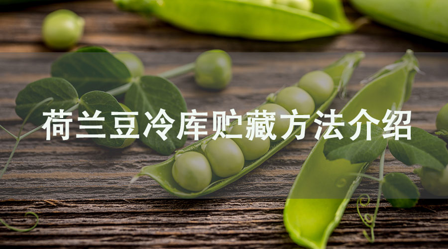 荷兰豆冷库贮藏方法