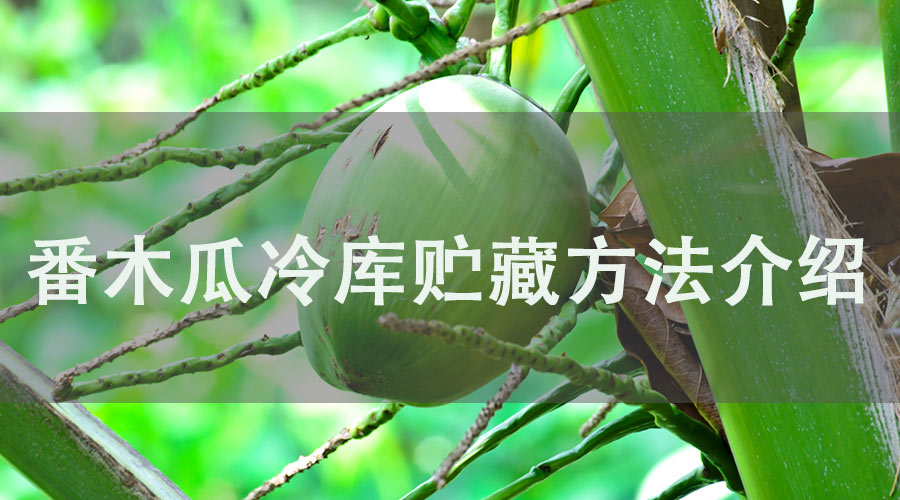 番木瓜冷库贮藏方法介绍