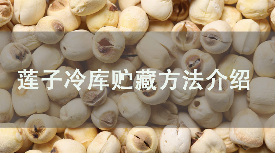 莲子.jpg