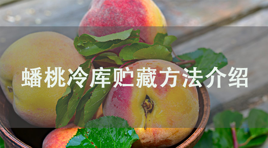 蟠桃冷库贮藏方法介绍！冷库保鲜60天！