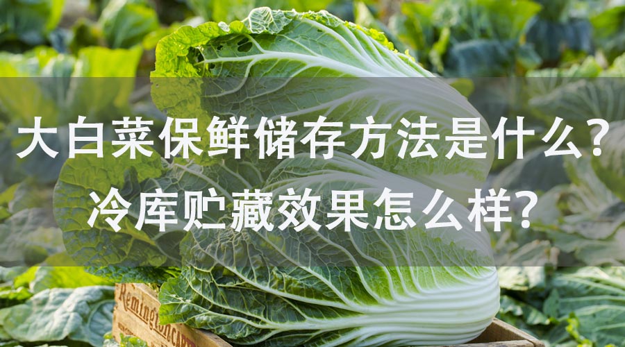 大白菜保鲜储存方法是什么？冷库贮藏效果怎么样？