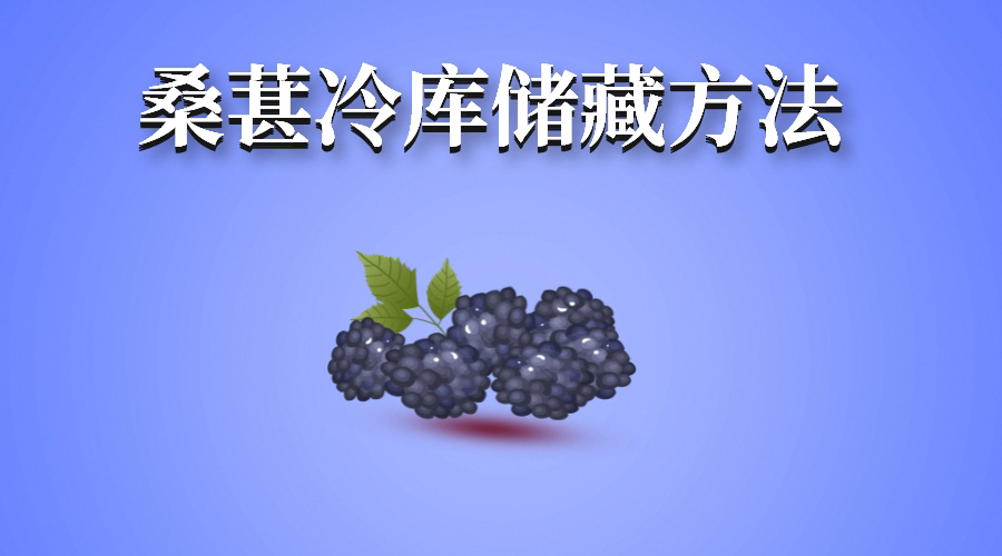 桑葚冷库储藏方法说明