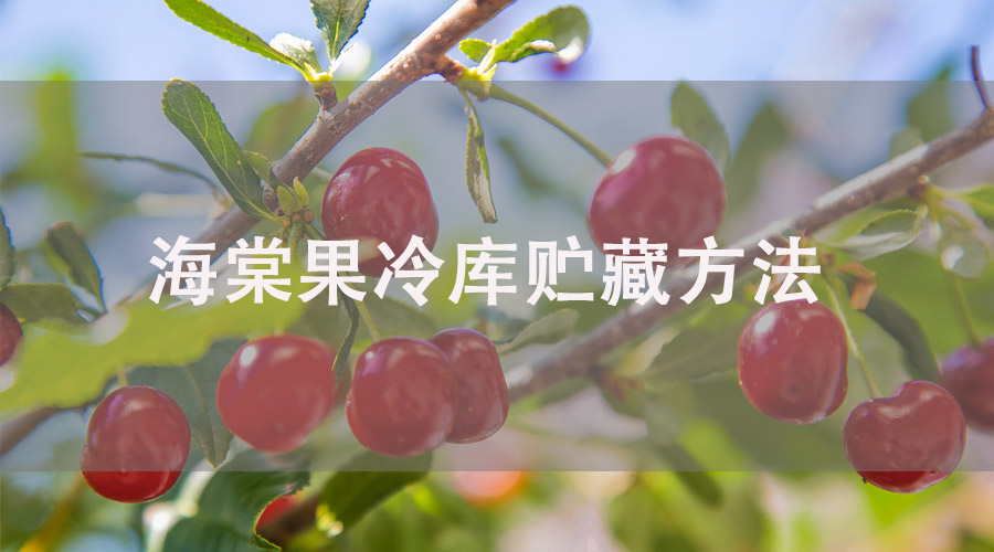 海棠果冷库贮藏方法详解！