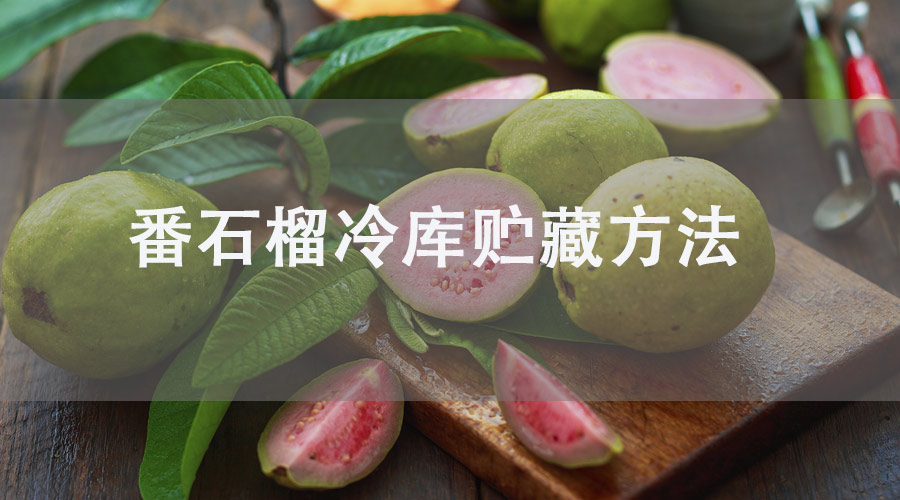 番石榴（芭乐）冷库贮藏方法详解！