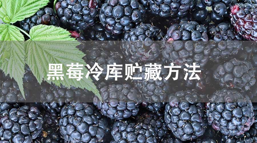 黑莓冷库贮藏方法