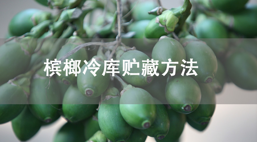 槟榔冷库贮藏
