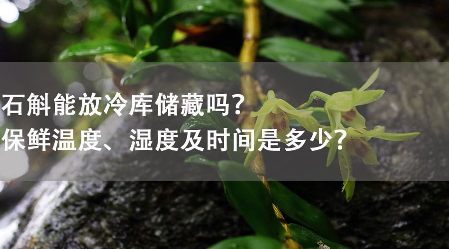 石斛能放在冷库储藏吗？保鲜温度、湿度及时间是多少？
