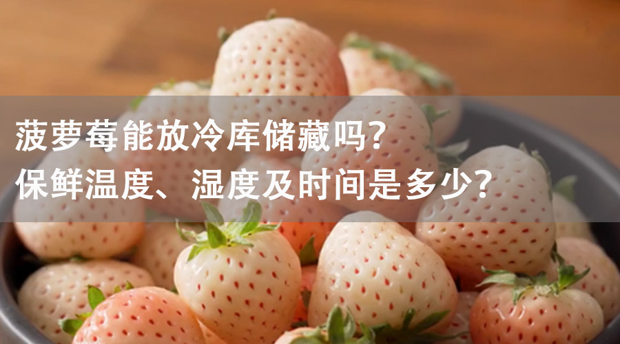 菠萝莓能放冷库储藏吗？保鲜温度、湿度及时间是多少？