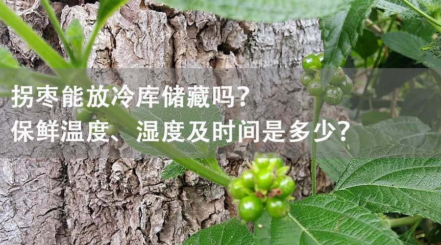拐枣能放冷库储藏吗？保鲜温度、湿度及时间是多少？