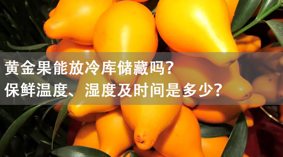 黄金果能放冷库储藏吗？保鲜温度、湿度及时间是多少？