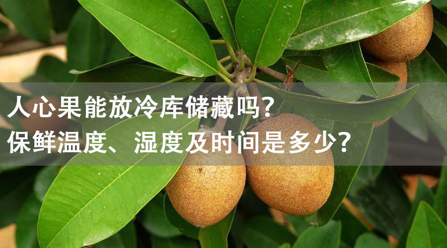 人心果能放冷库储藏吗？保鲜温度、湿度及时间是多少？