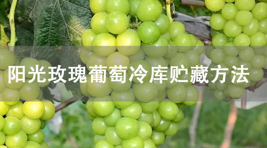 阳光玫瑰冷库贮藏方法