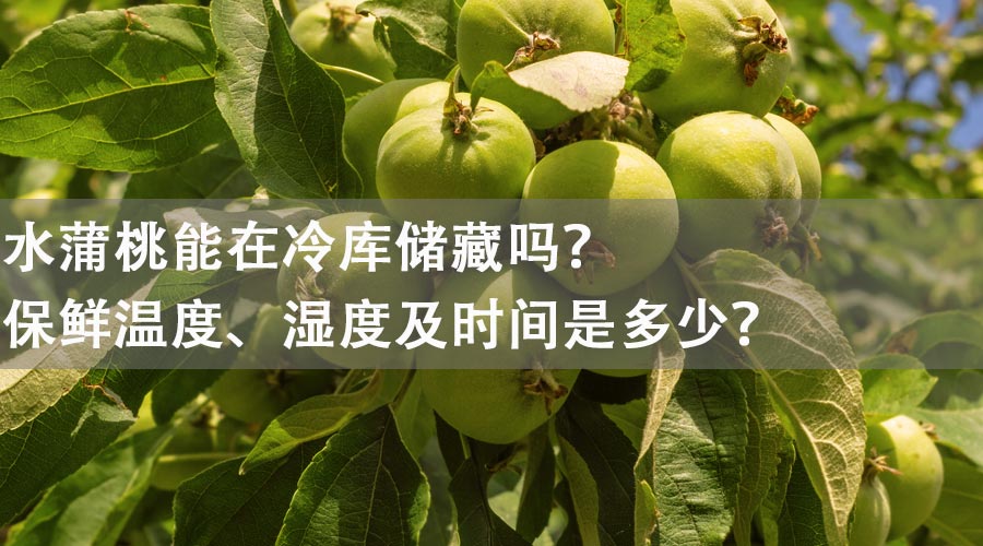 水蒲桃能在冷库储藏吗？保鲜温度、湿度及时间是多少？