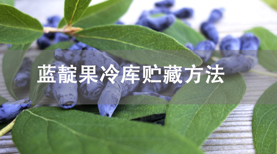 蓝靛果冷库贮藏方法