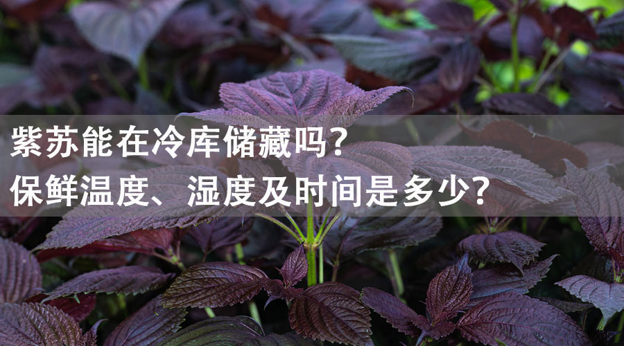 紫苏冷库.jpg