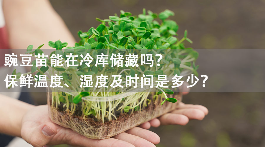 豌豆苗冷库.jpg