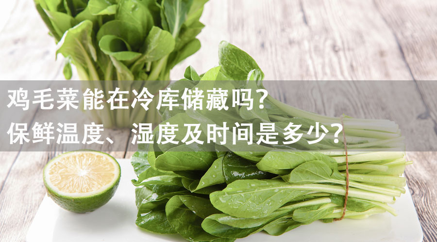 鸡毛菜.jpg