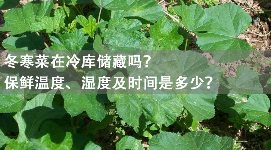 冬寒菜能放冷库储藏吗？保鲜温度、湿度及时间是多少？