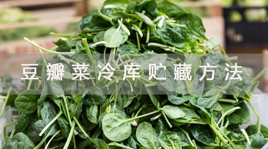 豆瓣菜冷库贮藏方法.jpg
