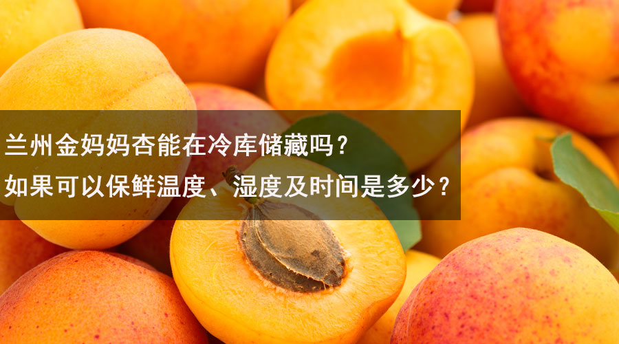 兰州金妈妈杏能在冷库储藏吗？如果可以保鲜温度、湿度及时间是多少？.jpg