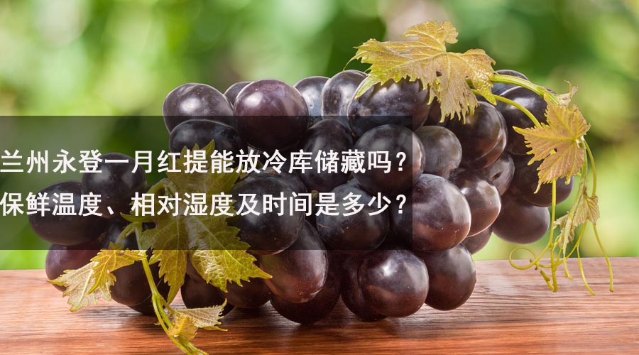 兰州永登一月红提能放冷库储藏吗？保鲜温度、相对湿度及时间是多少？.jpg