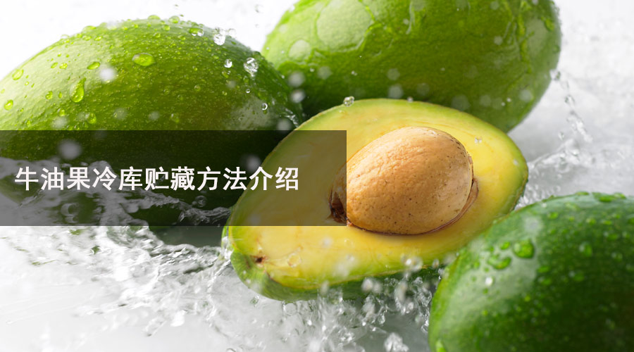 牛油果冷库贮藏方法介绍.jpg
